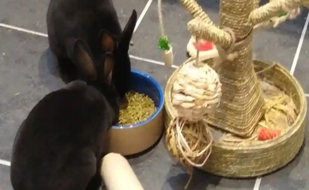 rabbits eating twig tree