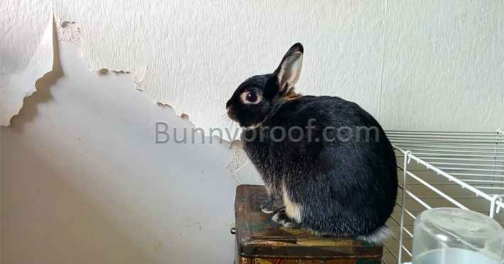 small black bunny chew wallpaper