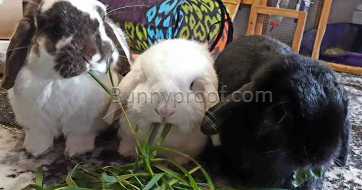 three house bunnies eating grass