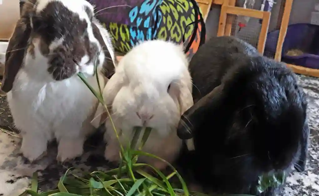 three house bunnies eating grass