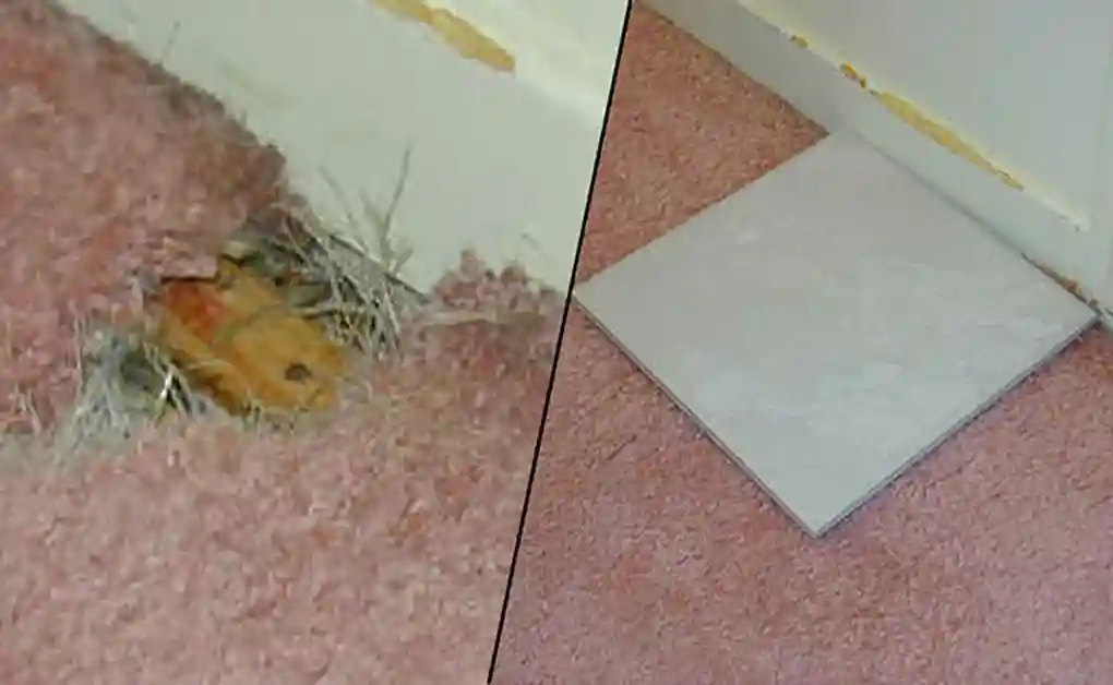 tile covering carpet chewed bunny
