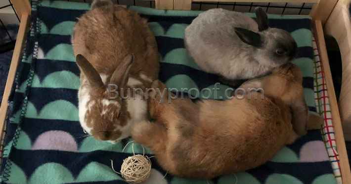trio bunnies bed