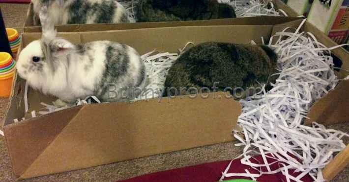 two bunnies in digging box