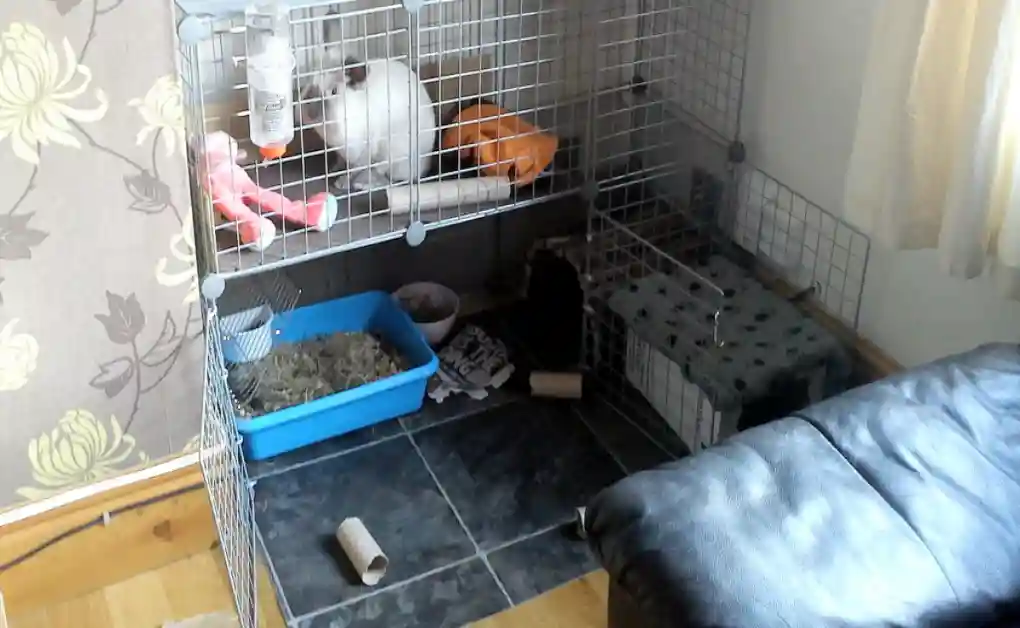 vinyl flooring bunny enclosure