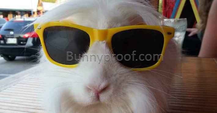 white bunny wearing sunglasses