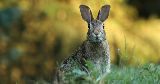 wild rabbit alert