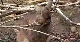 wild rabbit chewing twig