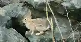 wild rabbit climbing rocks