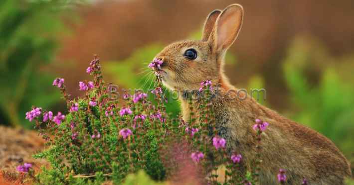 wild rabbit eating flowers